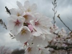 総合南東北福祉センターの桜　sakura2010'